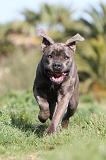 CANE CORSO 393